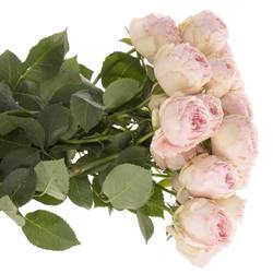 Rose verzweigt rosa Mansfield Park x5 3+Blüte