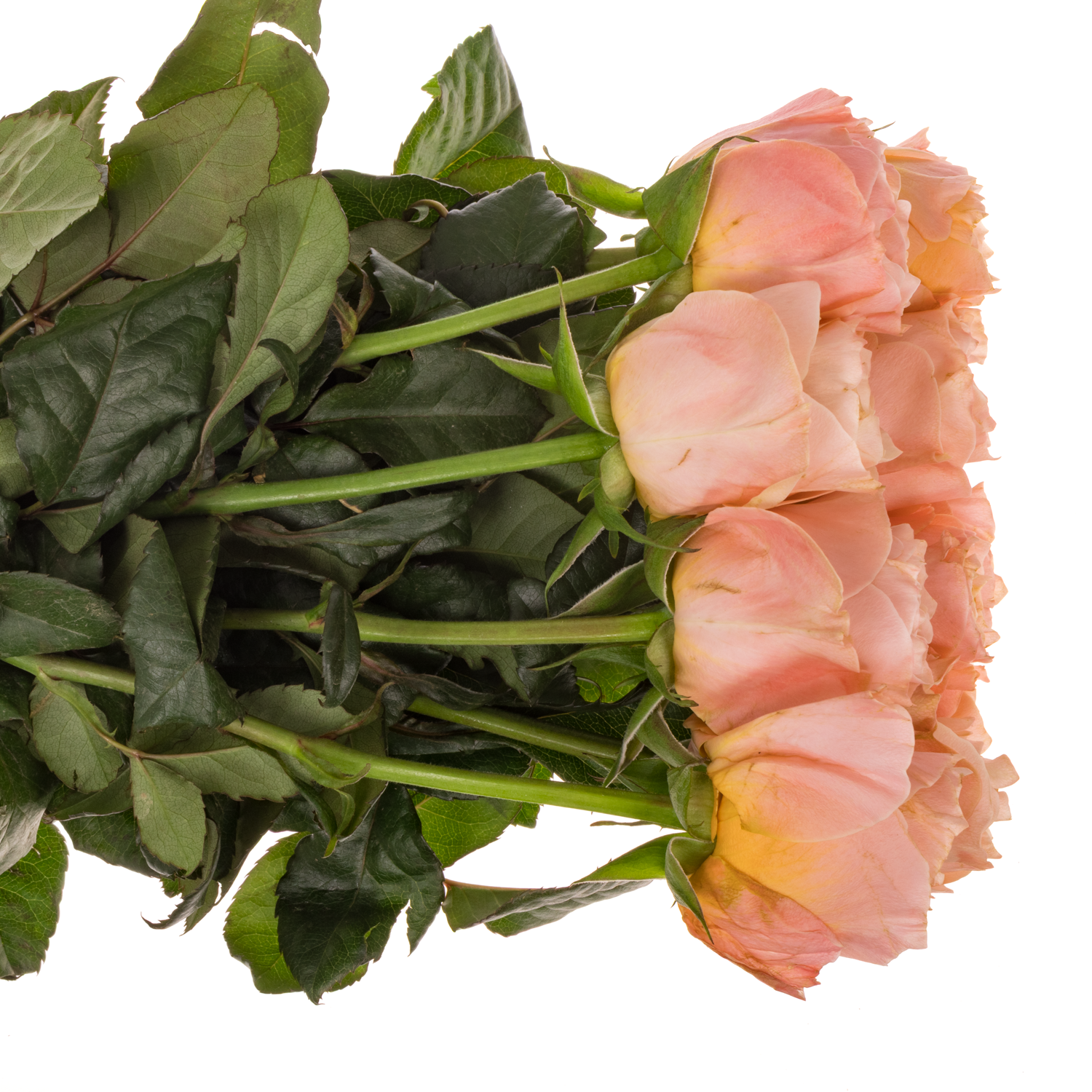 Rose apricot Imagine gefüllt 50cm Garden