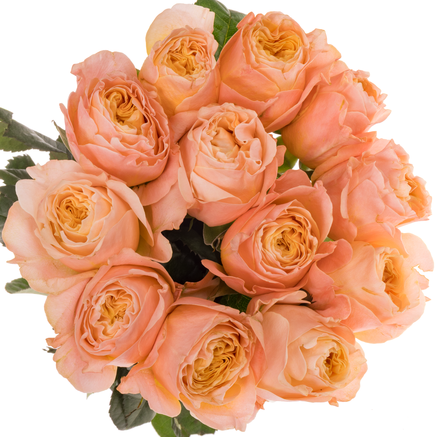 Rose apricot Imagine gefüllt 50cm Garden