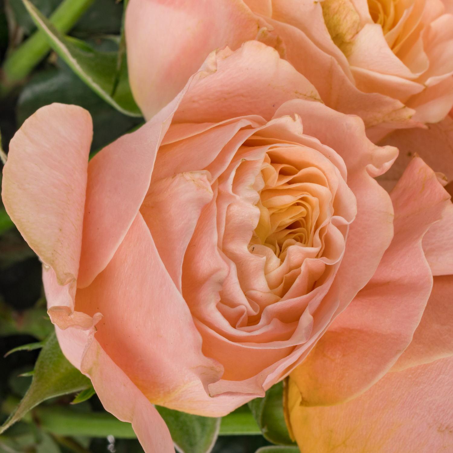 Rose apricot Imagine gefüllt 50cm Garden