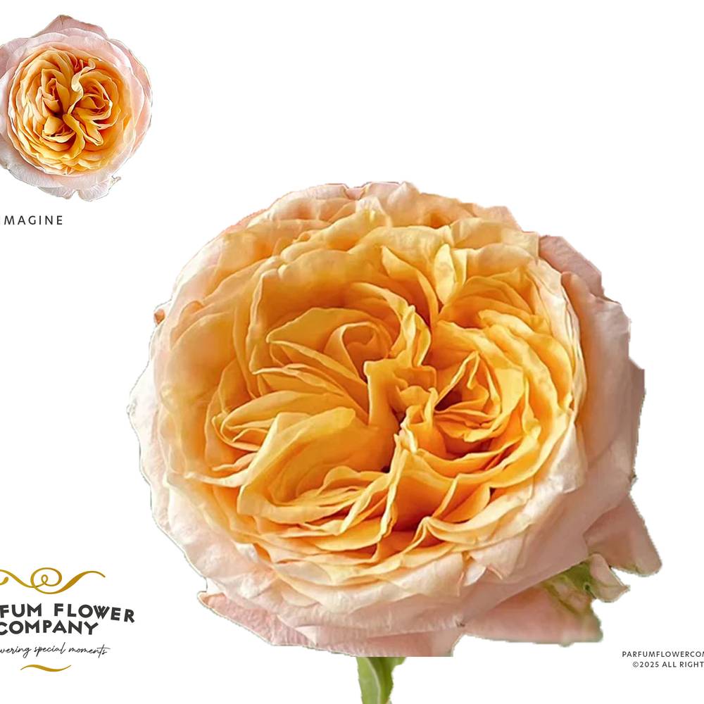 Rose apricot Imagine gefüllt 50cm Garden