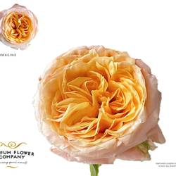 Rose apricot Imagine gefüllt 50cm Garden
