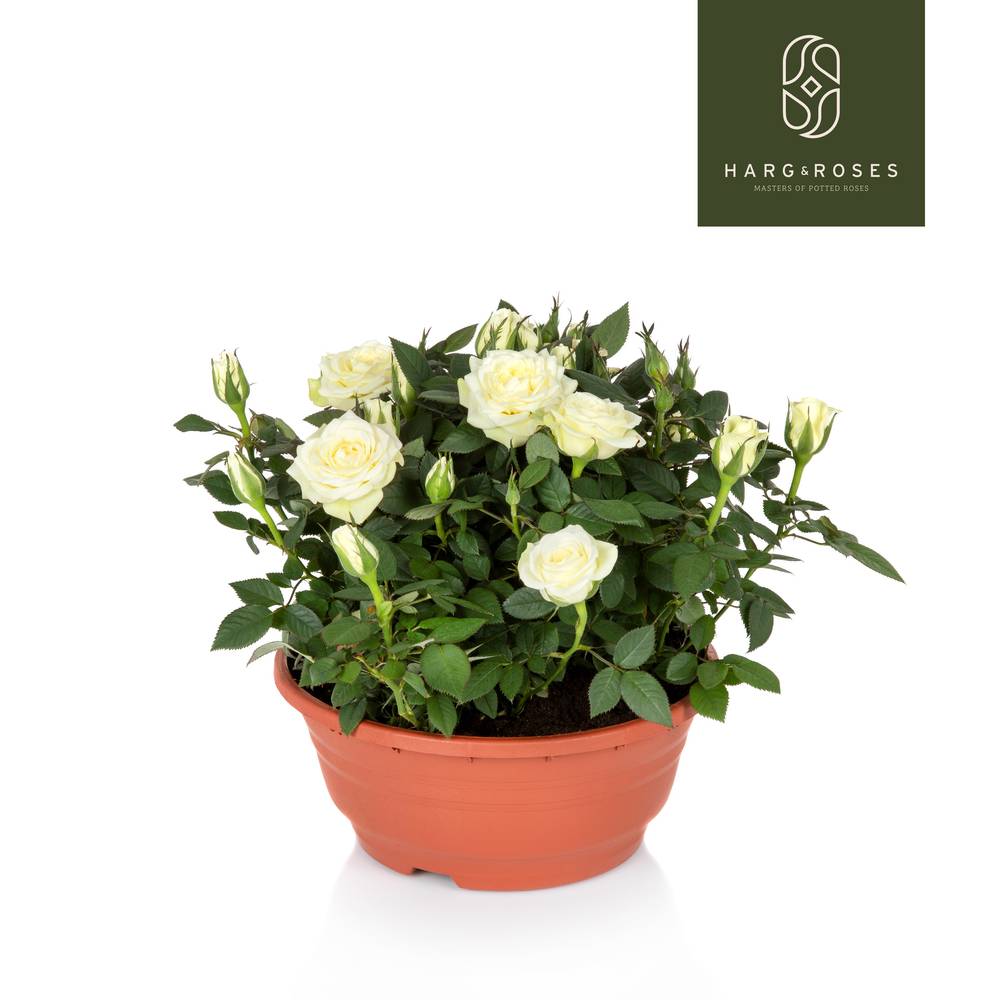 Rosa Schale weiss T21 H030