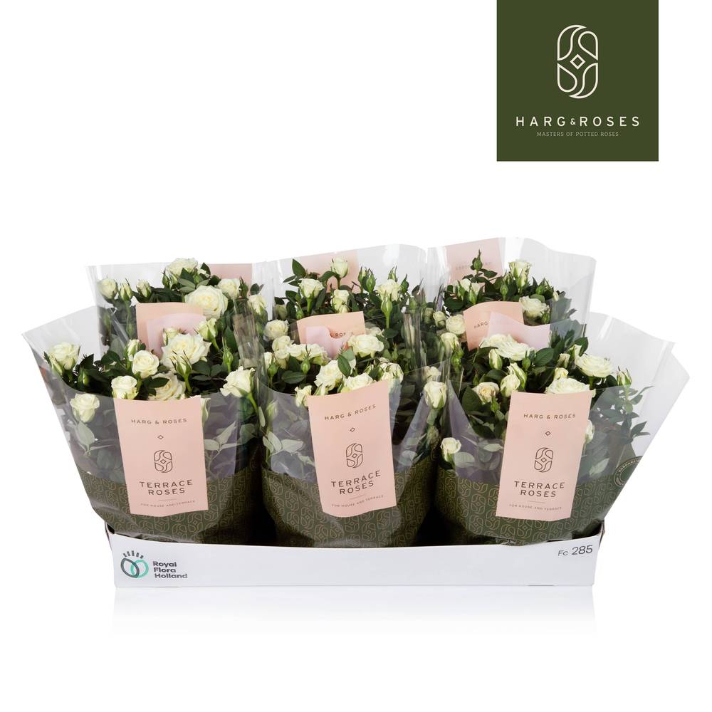 Rosa Schale weiss T21 H030