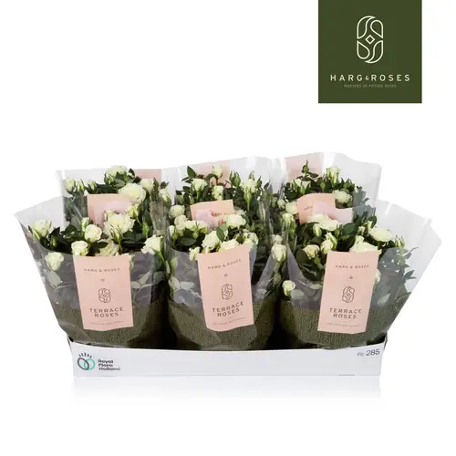 Rosa Schale weiss T21 H030
