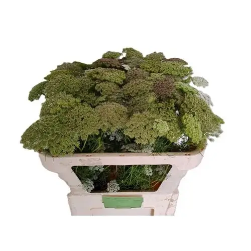 Dille frucht  Herbst visnaga 70cm