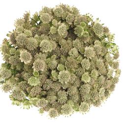 Astrantia weiss Billion Stars 50cm