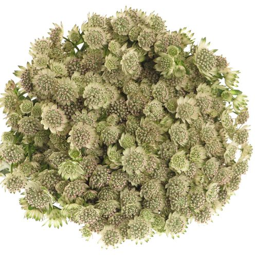 Astrantia weiss Billion Stars 50cm