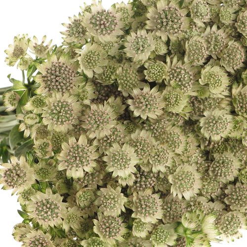 Astrantia weiss Billion Stars 50cm