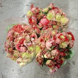 Anemone rosa/rot Fullstar Bright Rose Israel 32cm x 50