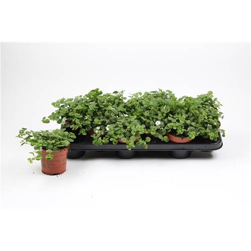 Bacopa weiss double T10,5 H015