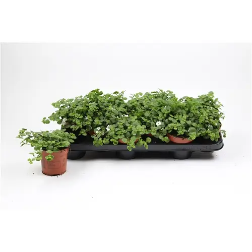 Bacopa weiss double T10,5 H015