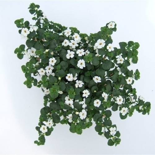 Bacopa weiss double T10,5 H015