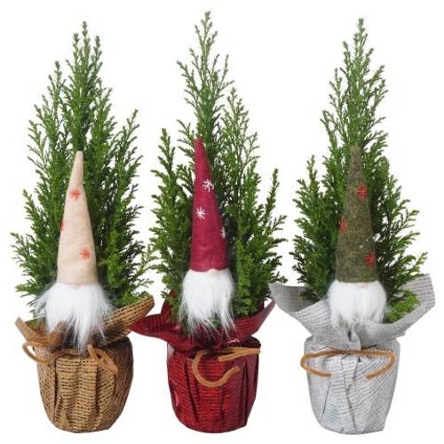 Chamaecyparis Ellwoodii mix PTK25123 im Rondella T09 H032