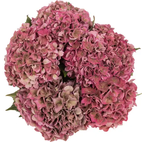Hortensie rosa Rodeo Classic Bol 15cm 50cm