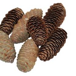 Trocken Tannenzapfen natur 6cm 150gr