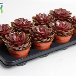 Echeveria rot Magic T12 H020