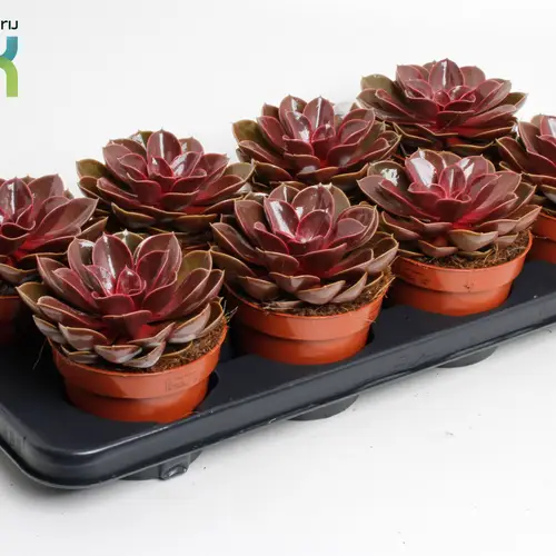 Echeveria rot Magic T12 H020