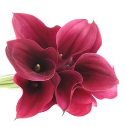 Calla lila Promise 55cm
