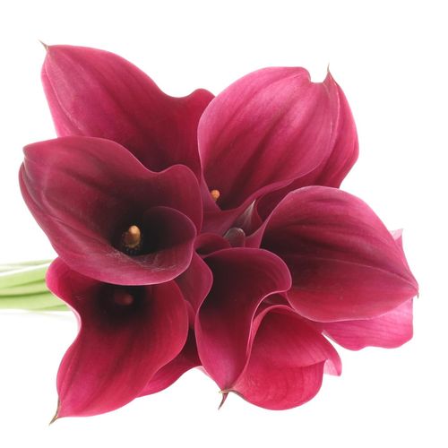 Calla lila Promise 55cm