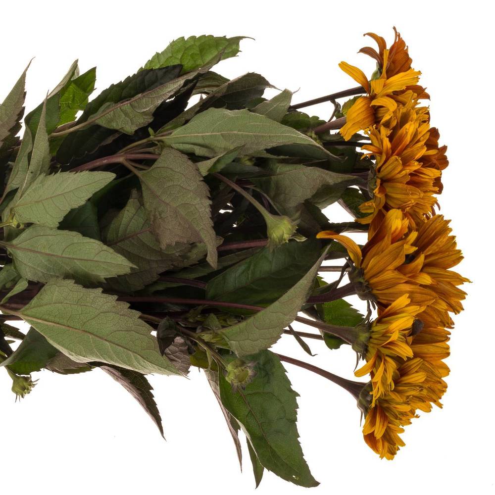 Heliopsis Color Wave gemischt