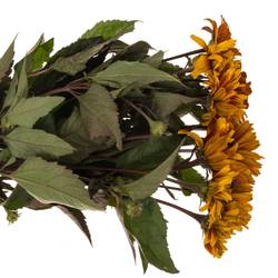 Heliopsis Color Wave gemischt