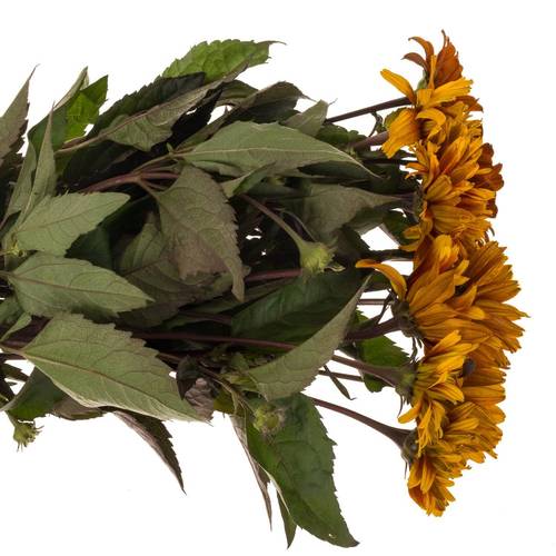Heliopsis Color Wave gemischt