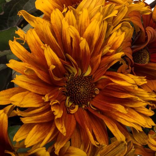 Heliopsis Color Wave gemischt
