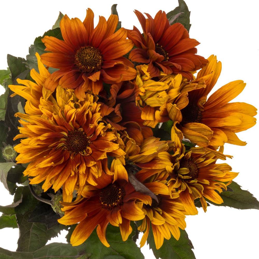 Heliopsis Color Wave gemischt