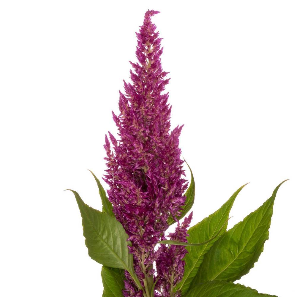 Celosia lila sunday 80cm