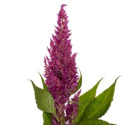 Celosia lila sunday 80cm
