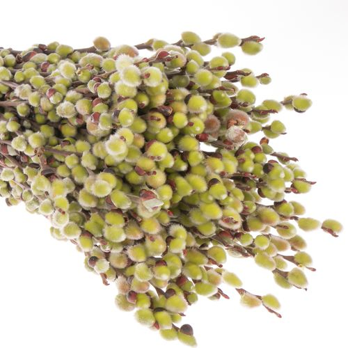 Kätzchen grün Natur 80cm