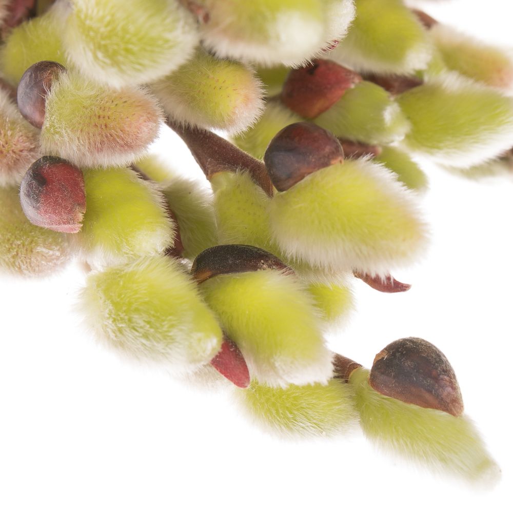 Kätzchen grün Natur 80cm