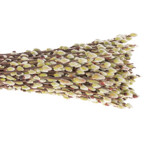 Kätzchen grün Natur 80cm