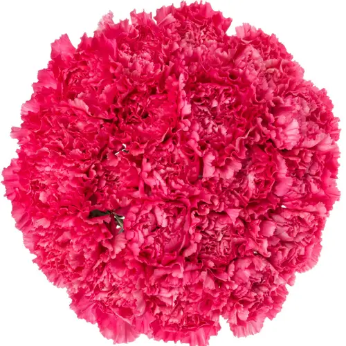 Nelke rosa Tonic Golem 60cm