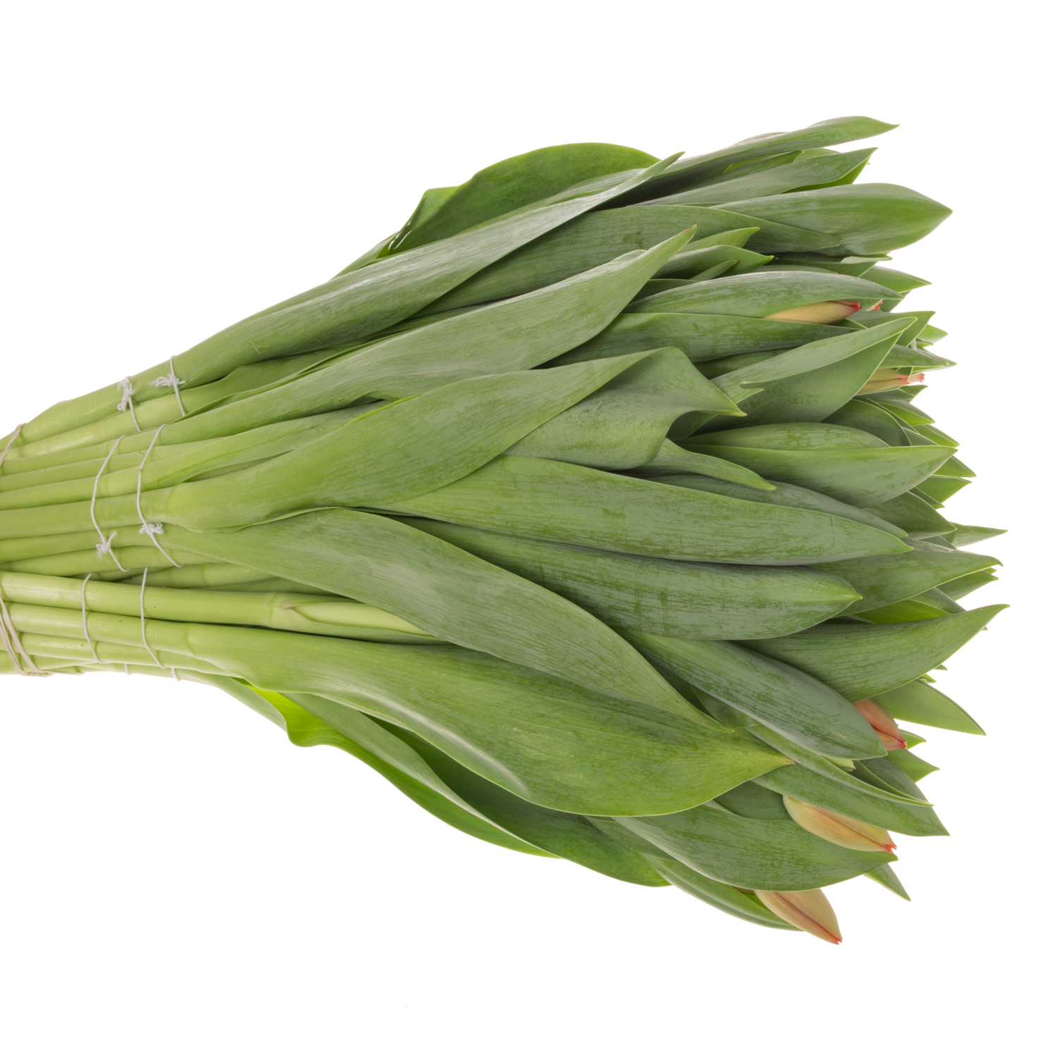 Tulpe orange Ad Rem 60 Gramm