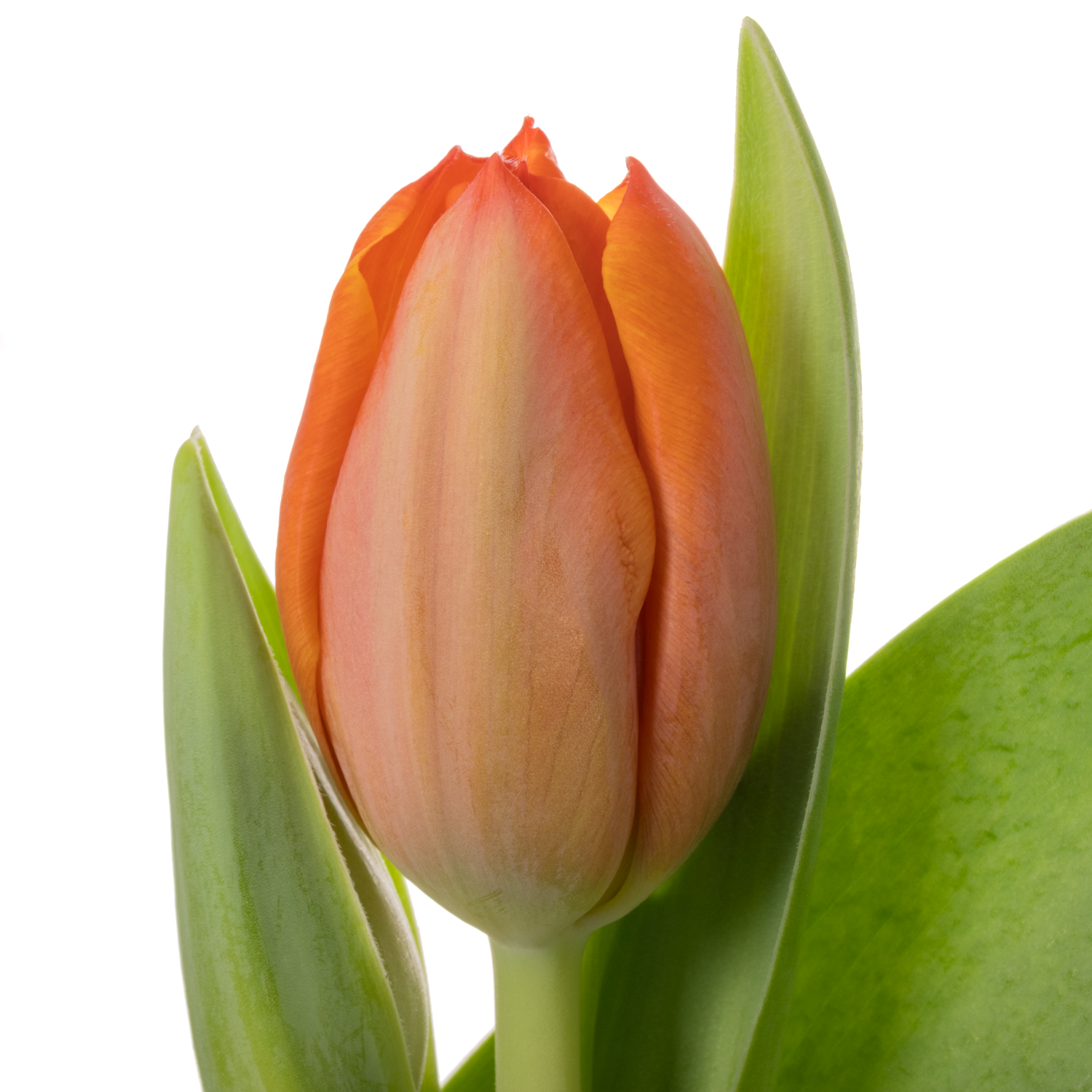 Tulpe orange Ad Rem 60 Gramm