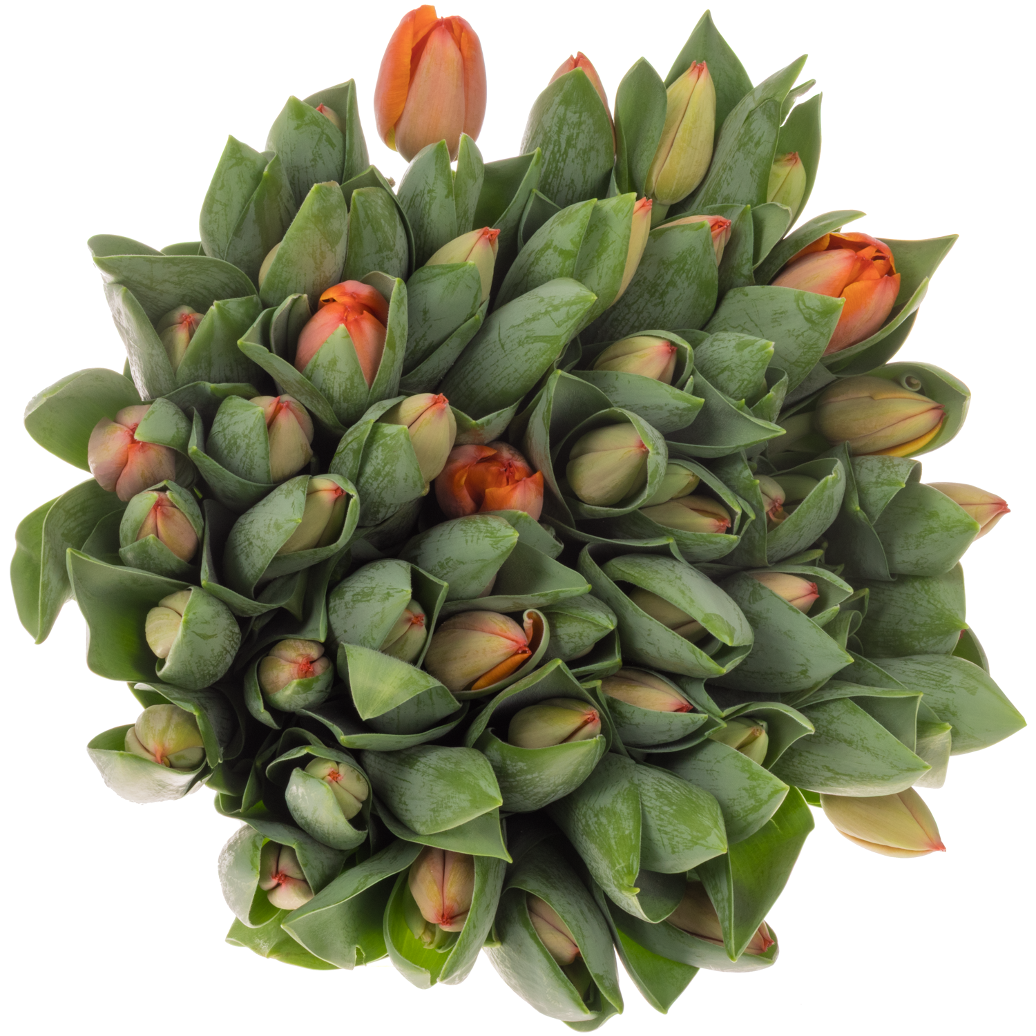 Tulpe orange Ad Rem 60 Gramm