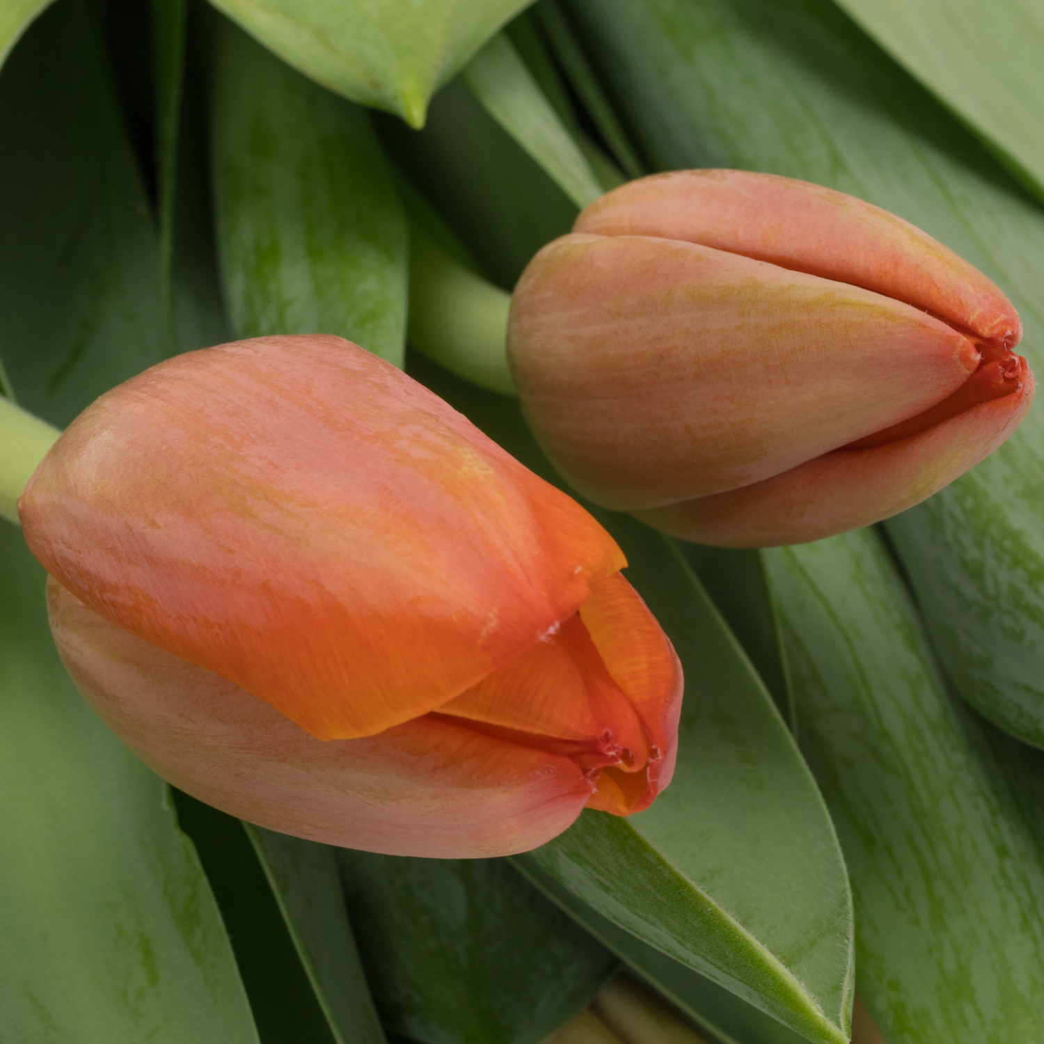 Tulpe orange Ad Rem 60 Gramm