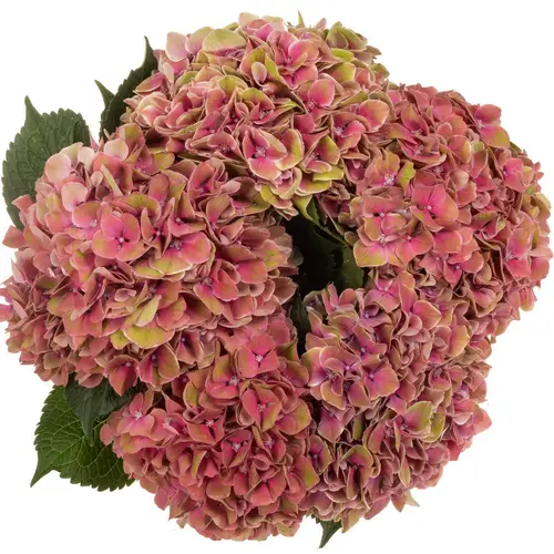 Hortensie grün/rosa Sweet Esperance Bol 19cm 60cm