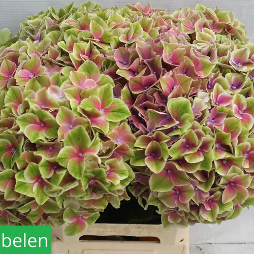 Hortensie grün/rosa Sweet Esperance Bol 22cm 60cm