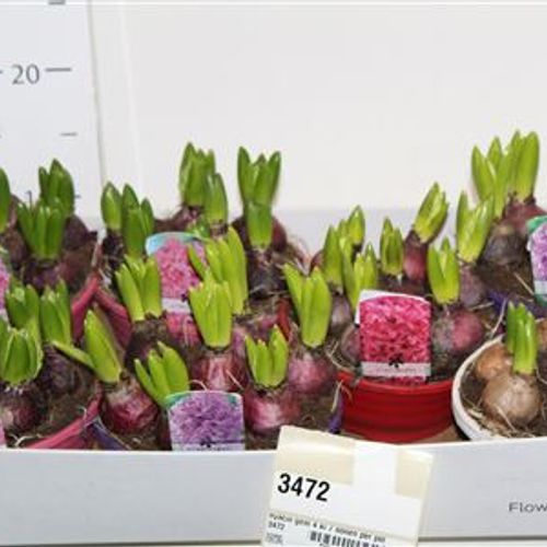 Hyazinthe 5er mix Schnapchen Von Uhr