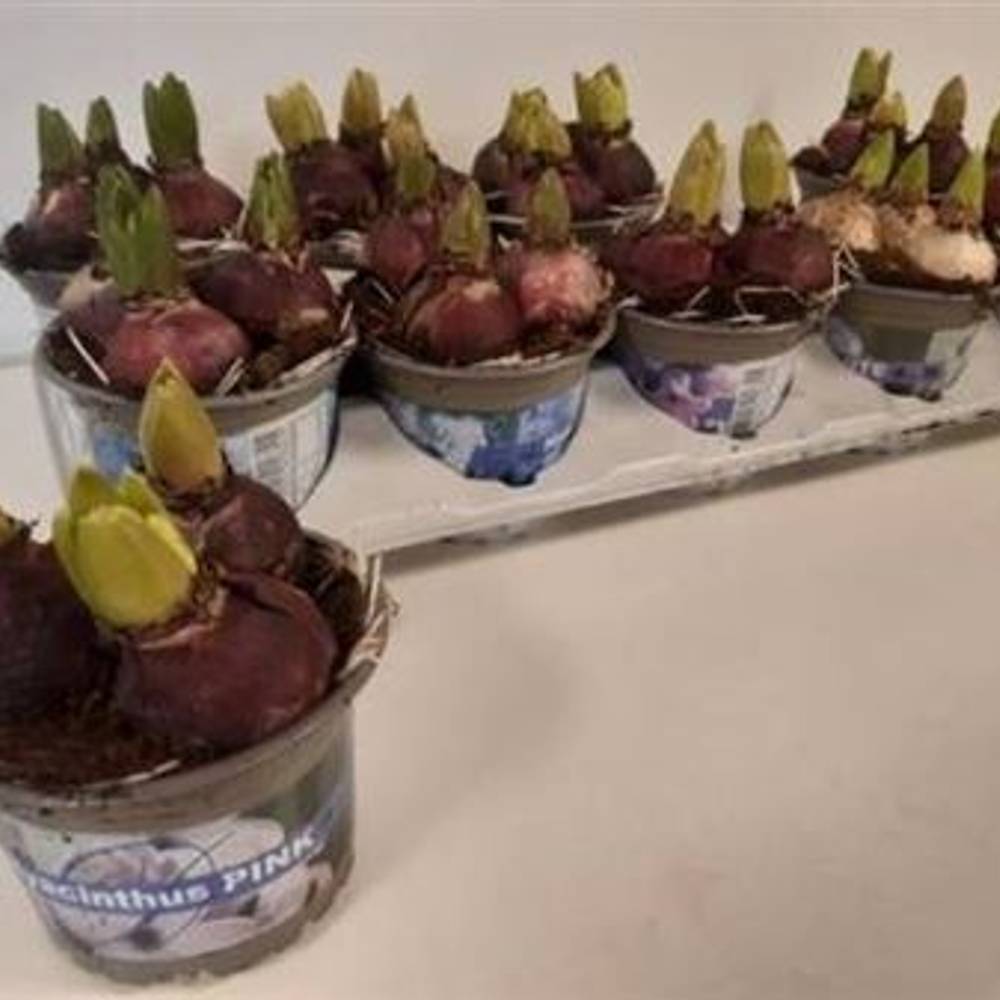 Hyazinthe 3er mix Schnapchen Von Uhr T12 H015