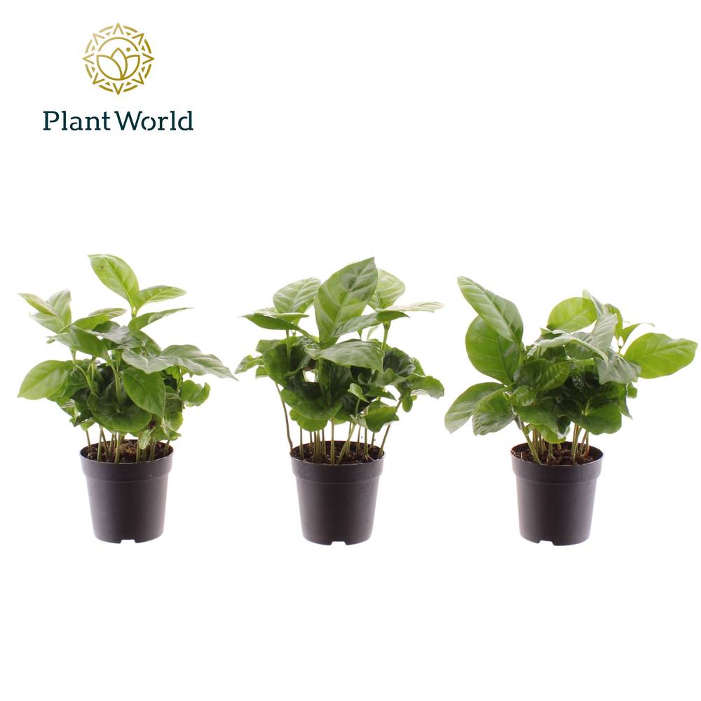 Coffea Arabica T07 H15