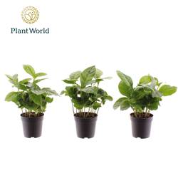 Coffea Arabica T07 H15