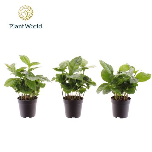 Coffea Arabica T07 H15