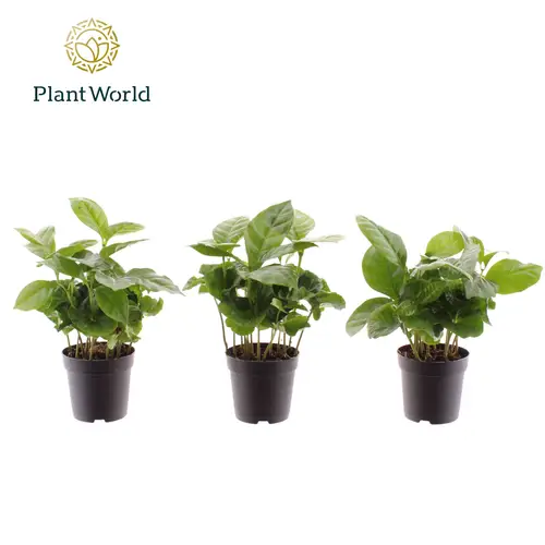 Coffea Arabica T07 H15
