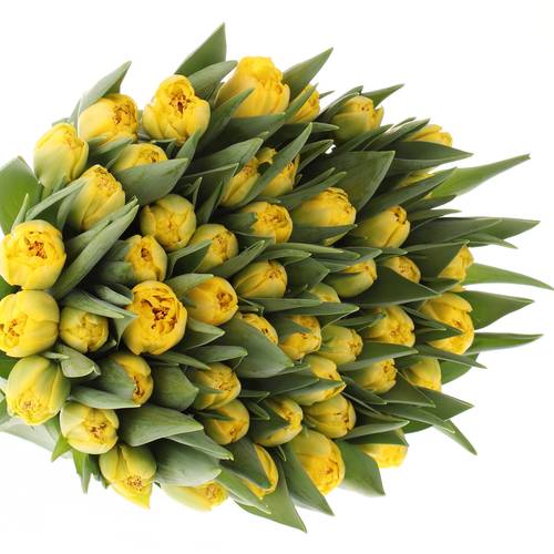 Tulpe gelb doppel Homerun 32 Gramm