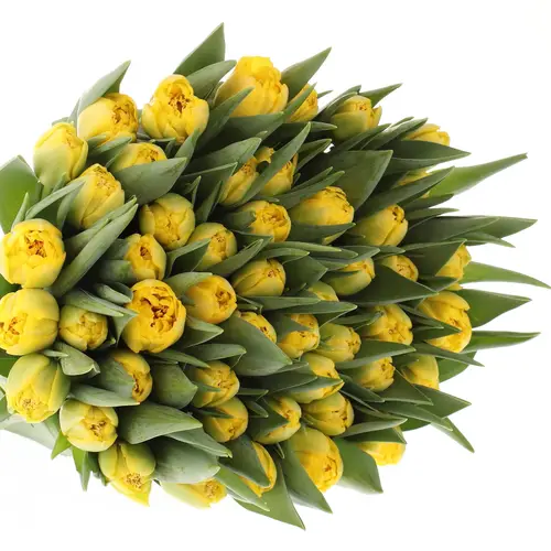 Tulpe gelb doppel Homerun 32 Gramm