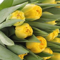 Tulpe gelb doppel Homerun 32 Gramm